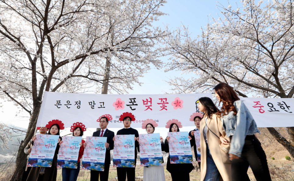 중요한 건 꺾였는데도 그냥 하던 대청호 벚꽃축제 근황