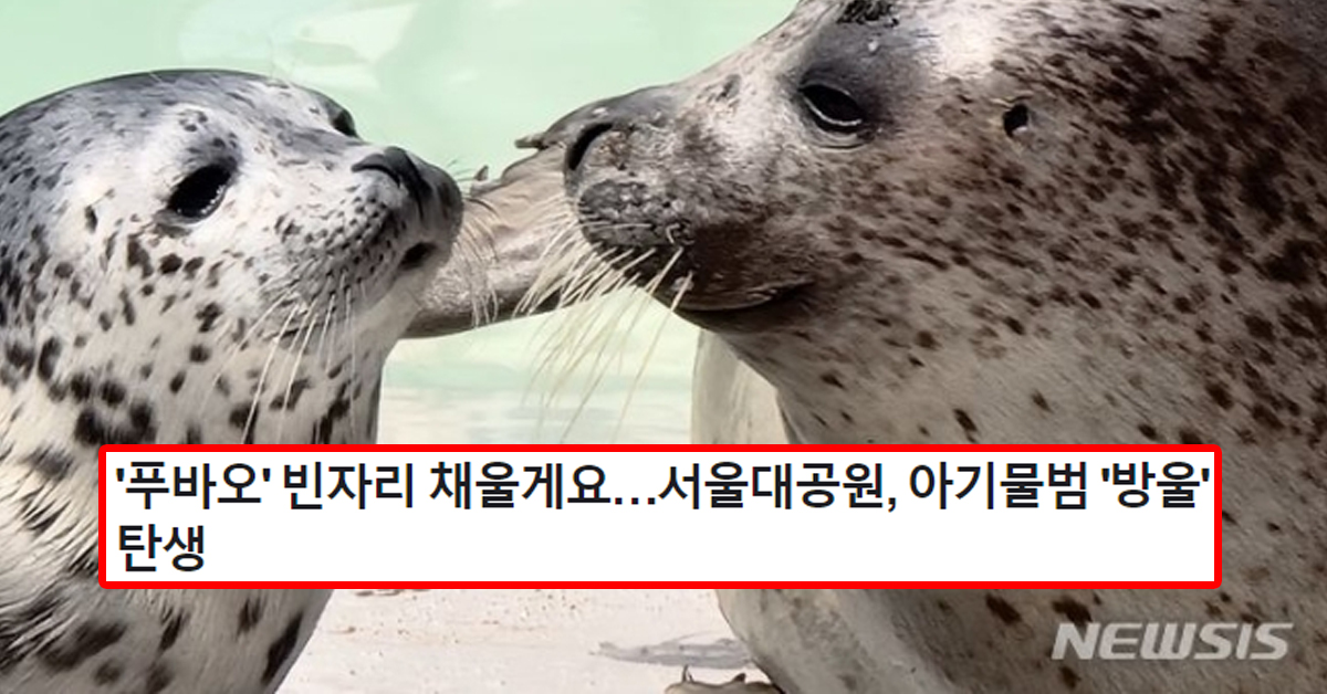 '푸바오' 빈자리 채울게요…서울대공원, 아기물범 '방울' 탄생