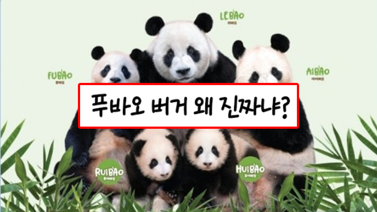 🍔맥도날드 ❤️ 🐼🐼🐼🐼🐼 콜라보 썰...... (5/2일부터)