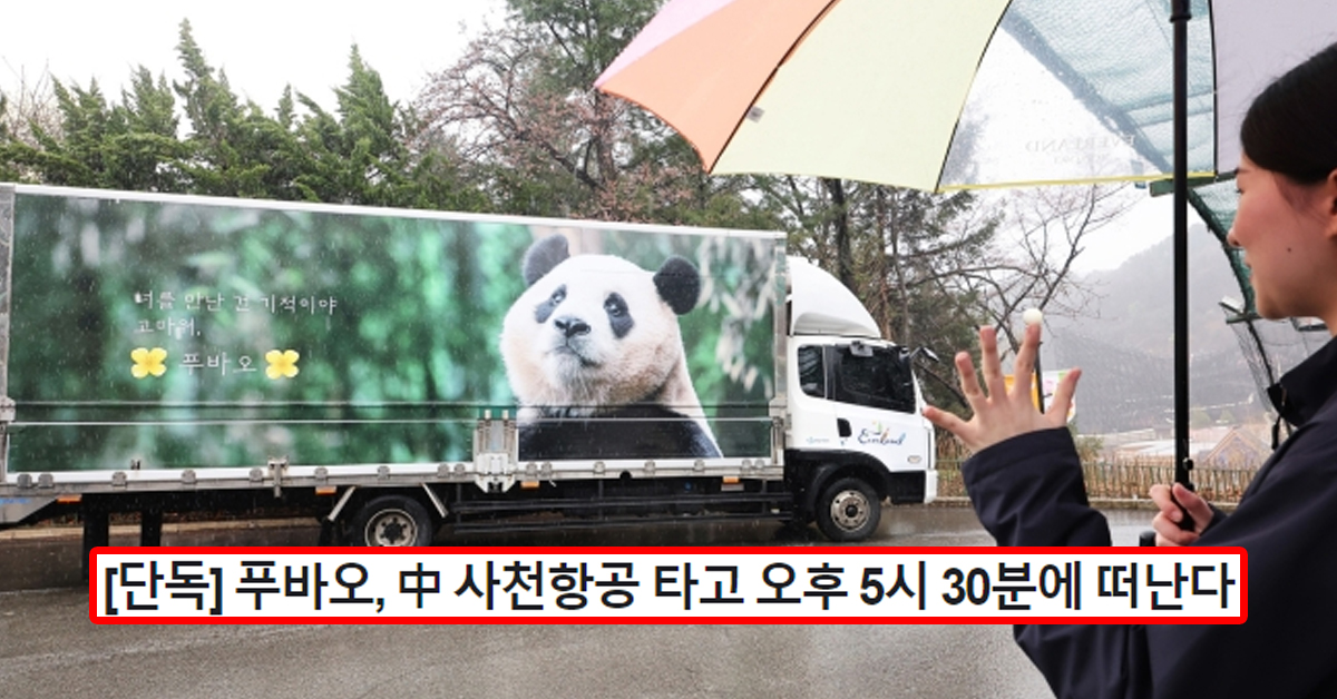 [단독] 푸바오, 中 사천항공 타고 오후 5시 30분에 떠난다