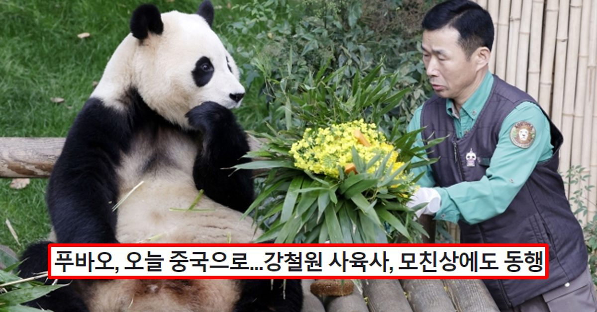 푸바오, 오늘 중국으로...강철원 사육사, 모친상에도 동행