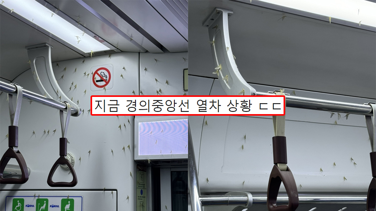 지금 경의중앙선 열차 상황 ㄷㄷ