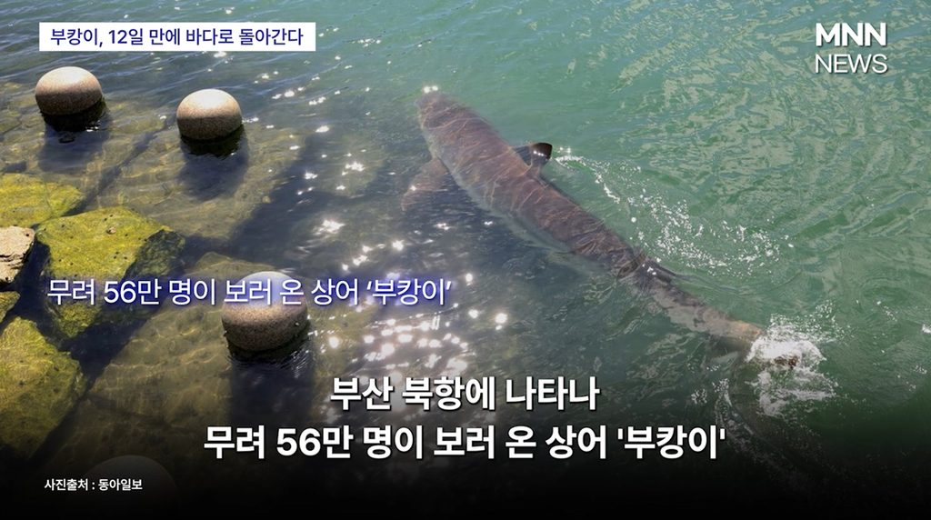 부캉이