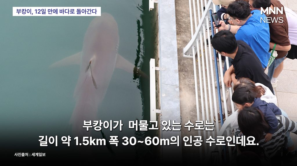 부캉이