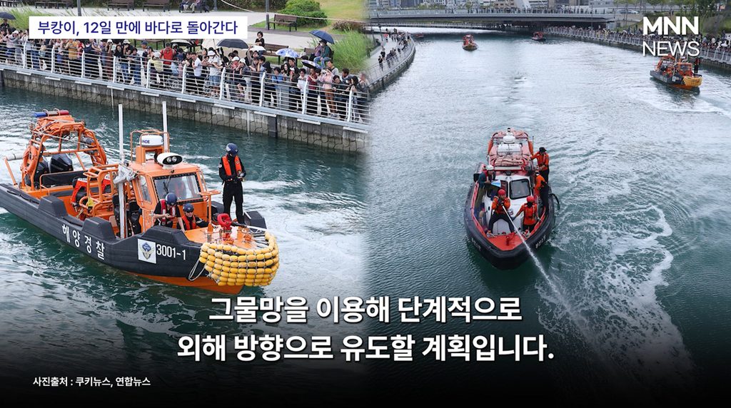 부캉이
