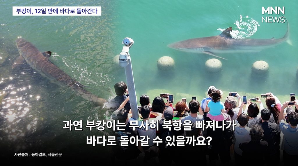 부캉이